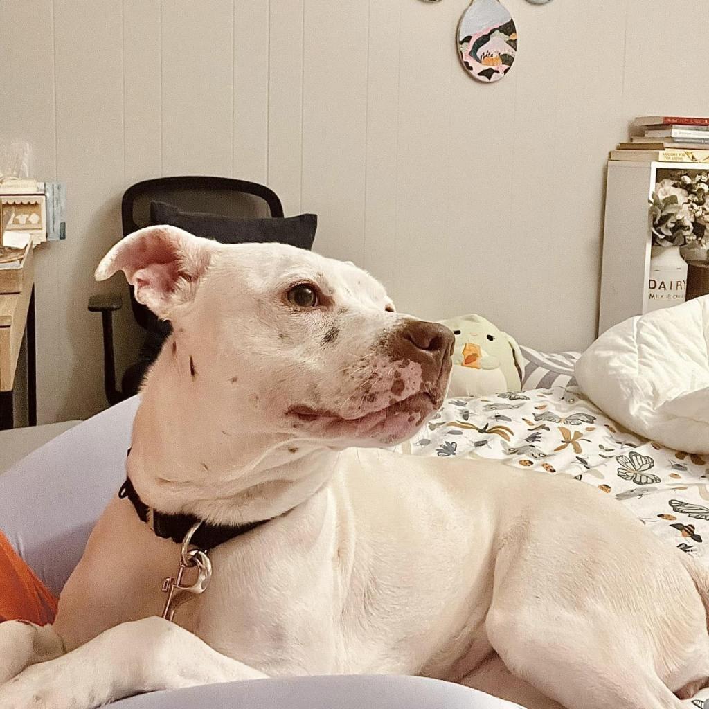 Enlarge Geode, a Adoptable Mixed Breed in Franklin, TN image 4/6