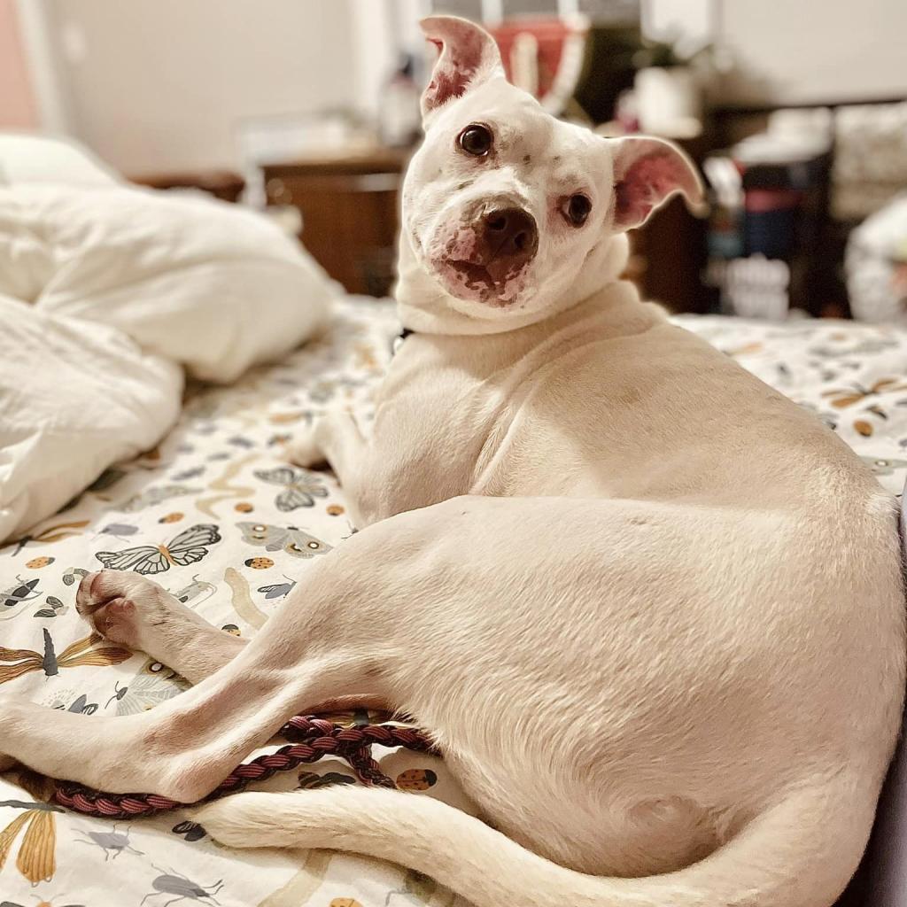 Enlarge Geode, a Adoptable Mixed Breed in Franklin, TN image 5/6