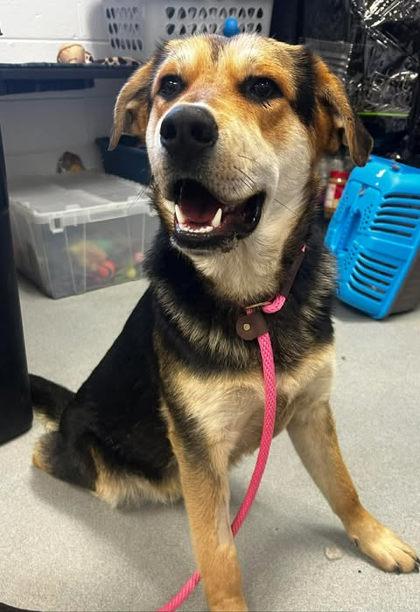 Claude, Adoptable, Adult Male Shepherd & Mixed Breed.