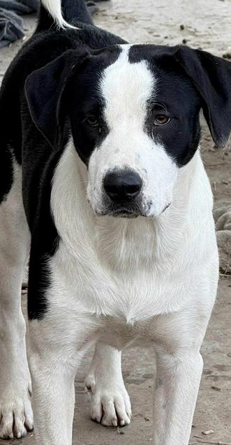 Jane, Adoptable, Puppy Female Anatolian Shepherd & Pit Bull Terrier.
