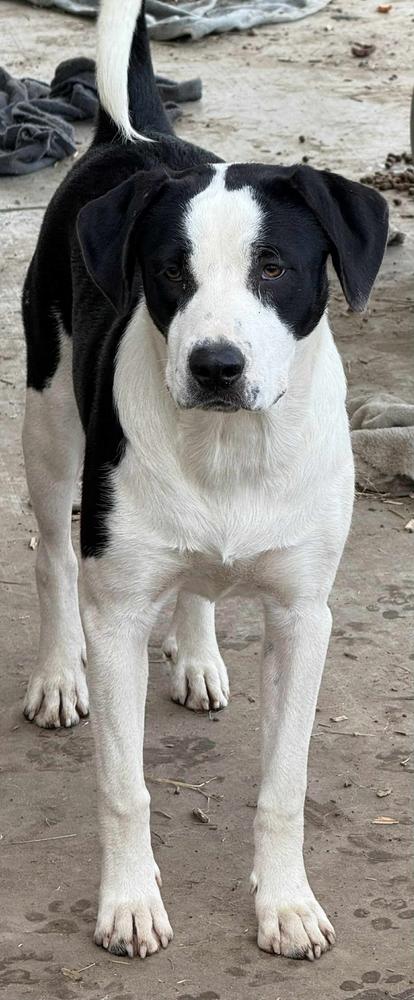 Enlarge Jane, a Adoptable mixed breed in TULSA, OK image 1/1