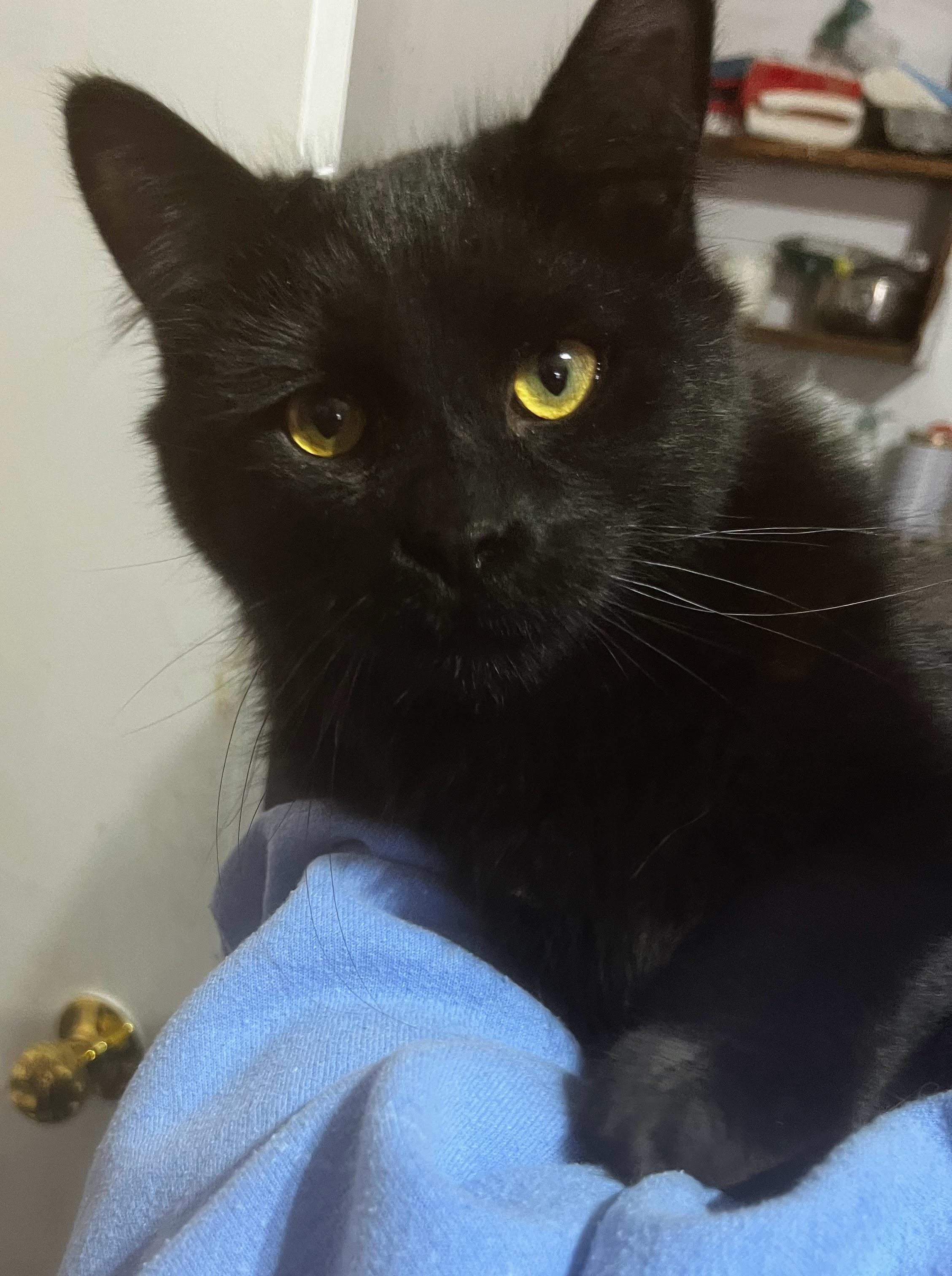 Cyan, Adoptable, Young Male Bombay.