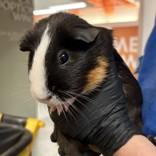 Enlarge Katya and Trixie, an adopted Guinea Pig in Hilliard, OH image 1/2