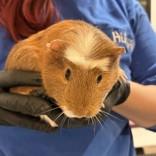 Enlarge Katya and Trixie, an adopted Guinea Pig in Hilliard, OH image 2/2