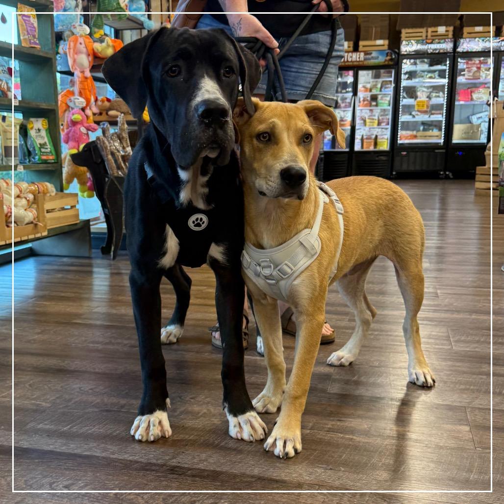 Enlarge Orange Juice (OJ), a Adoptable mixed breed in Little Rock, AR image 1/6