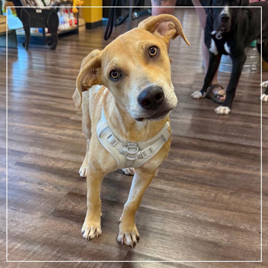 Orange Juice (OJ), Adoptable, Young Male Mixed Breed & Black Mouth Cur.