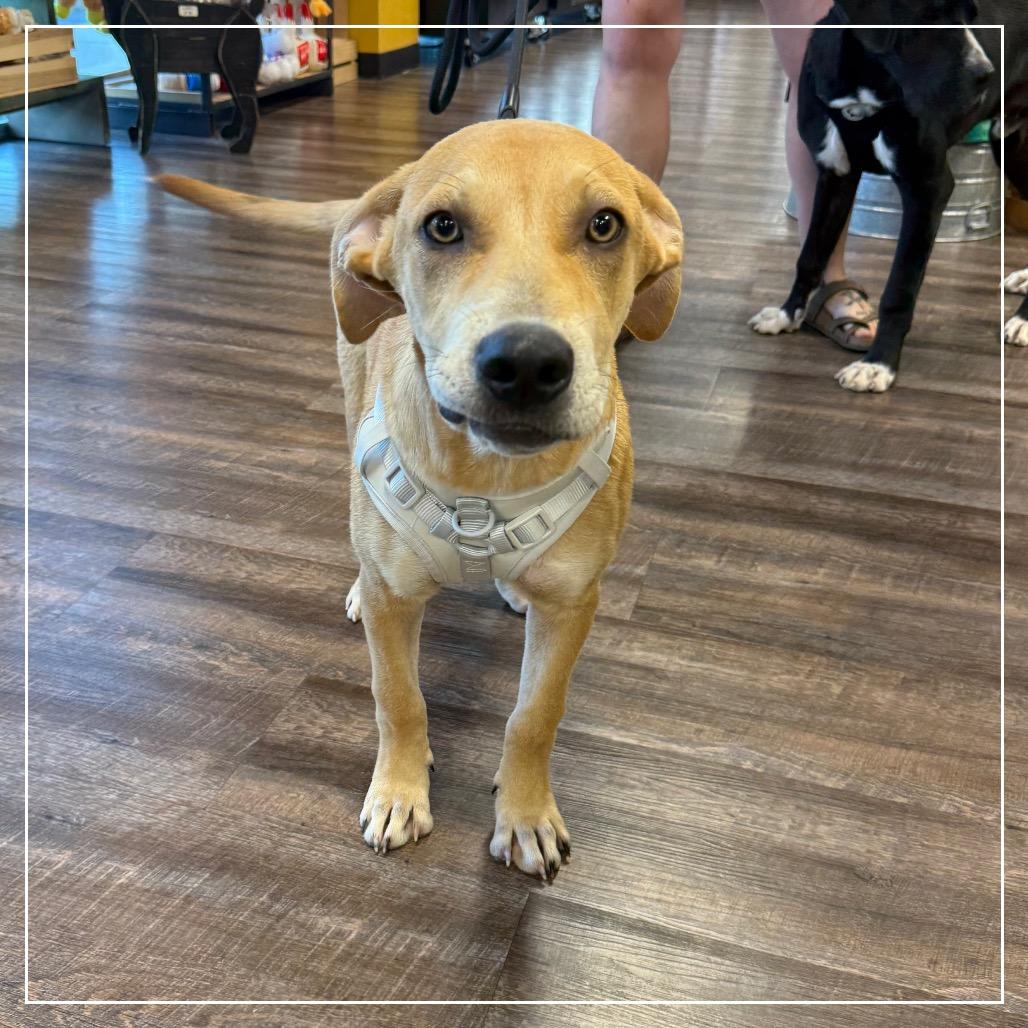 Enlarge Orange Juice (OJ), a Adoptable mixed breed in Little Rock, AR image 3/6