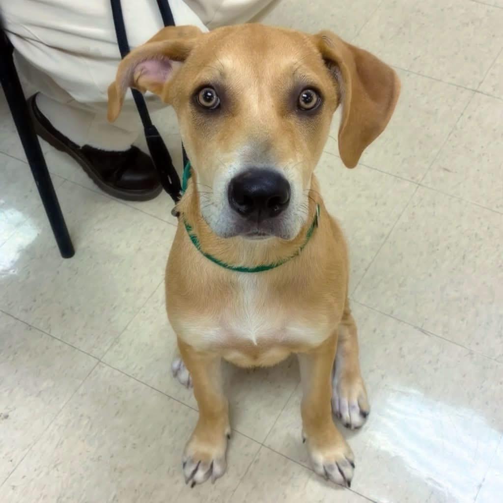 Orange Juice (OJ), a Adoptable mixed breed in Little Rock, AR image 3/6