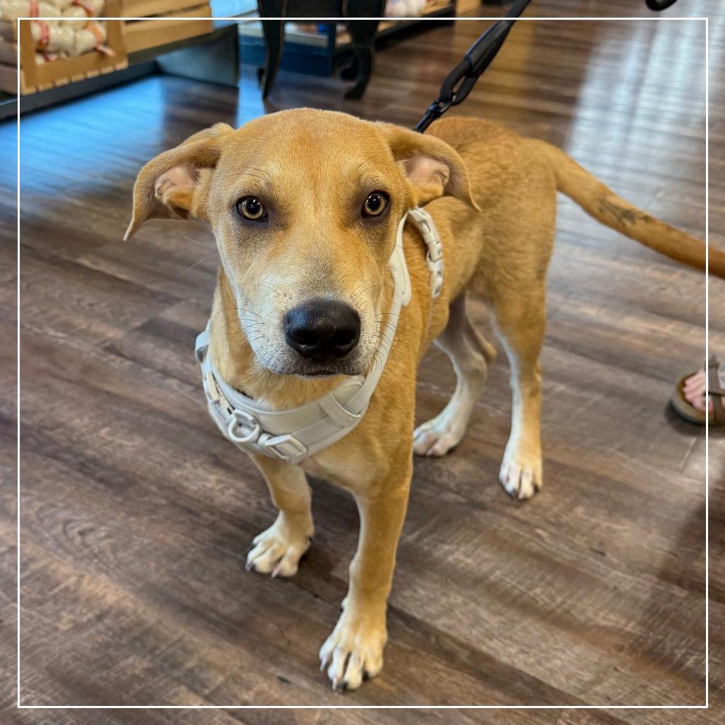 Enlarge Orange Juice (OJ), a Adoptable mixed breed in Little Rock, AR image 4/6