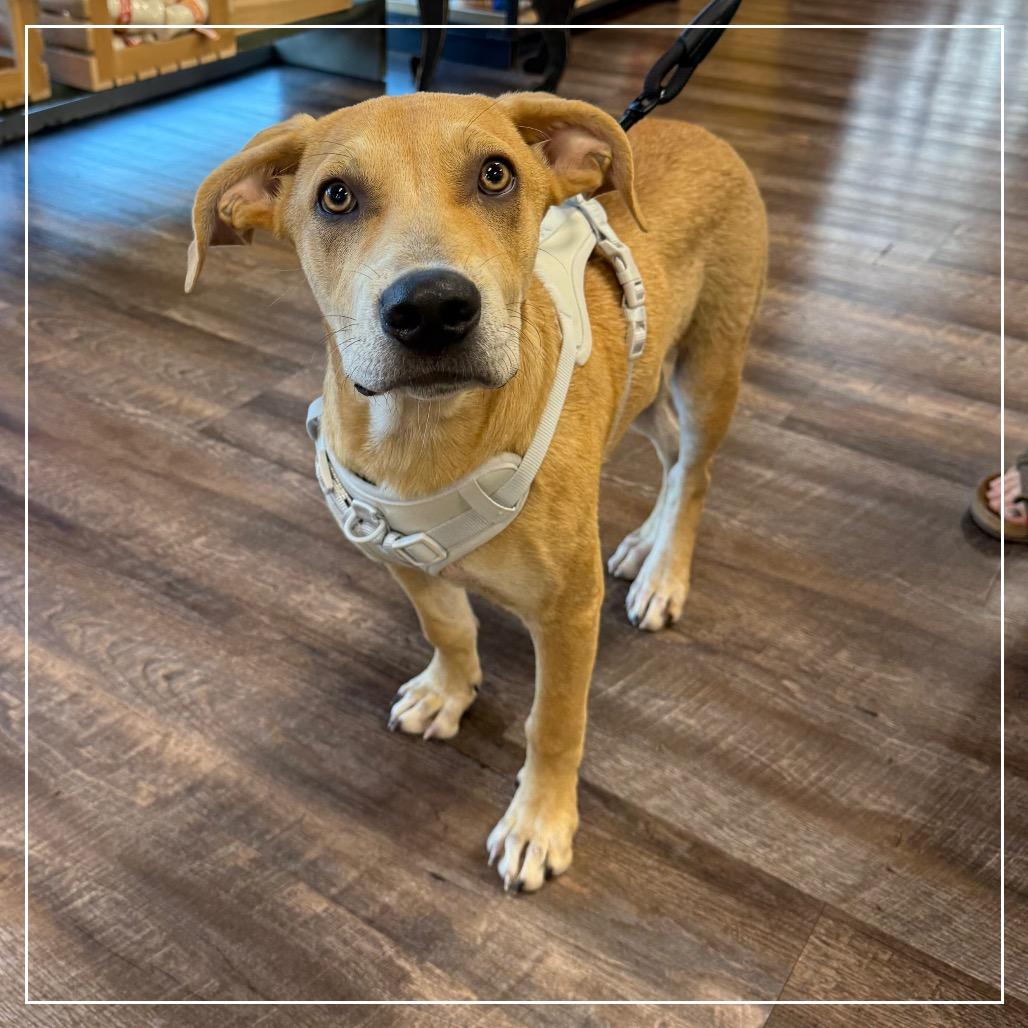 Enlarge Orange Juice (OJ), a Adoptable mixed breed in Little Rock, AR image 5/6