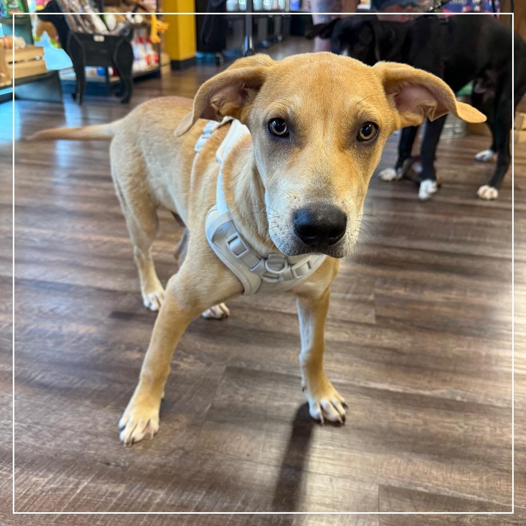 Enlarge Orange Juice (OJ), a Adoptable mixed breed in Little Rock, AR image 6/6