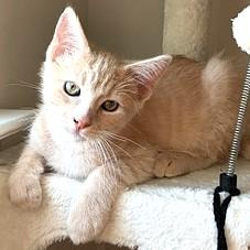 Enlarge Zion, an adopted mixed breed in Smithfield, NC image 1/4
