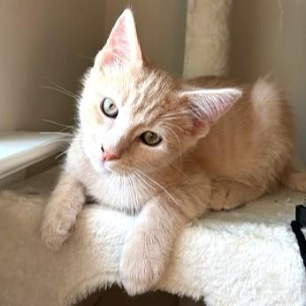 Enlarge Zion, an adopted mixed breed in Smithfield, NC image 2/4
