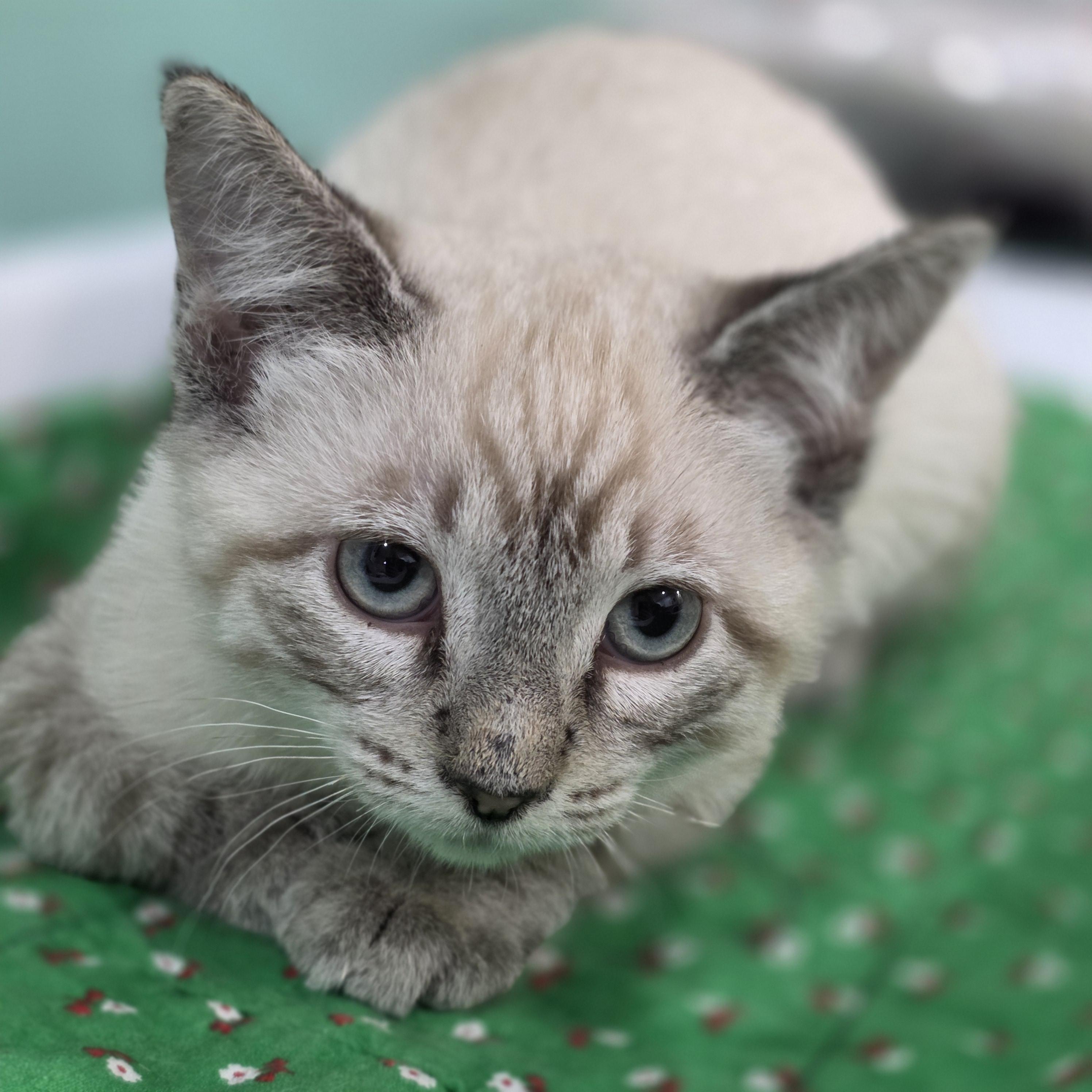 04032026D, Adopted, Young Female Domestic Short Hair.