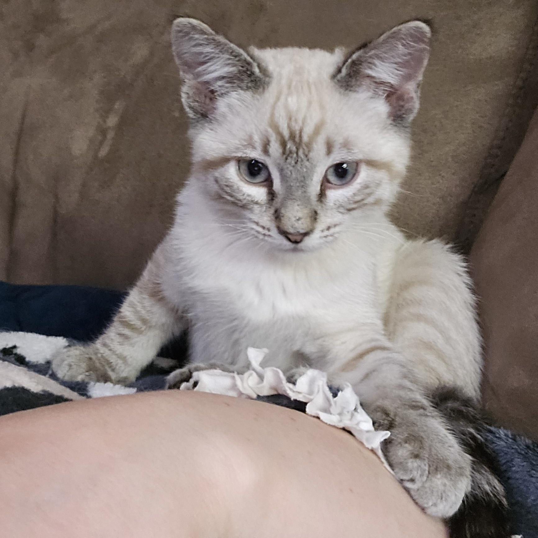 04032026D, a Adopted mixed breed in Kamloops, BC image 2/6