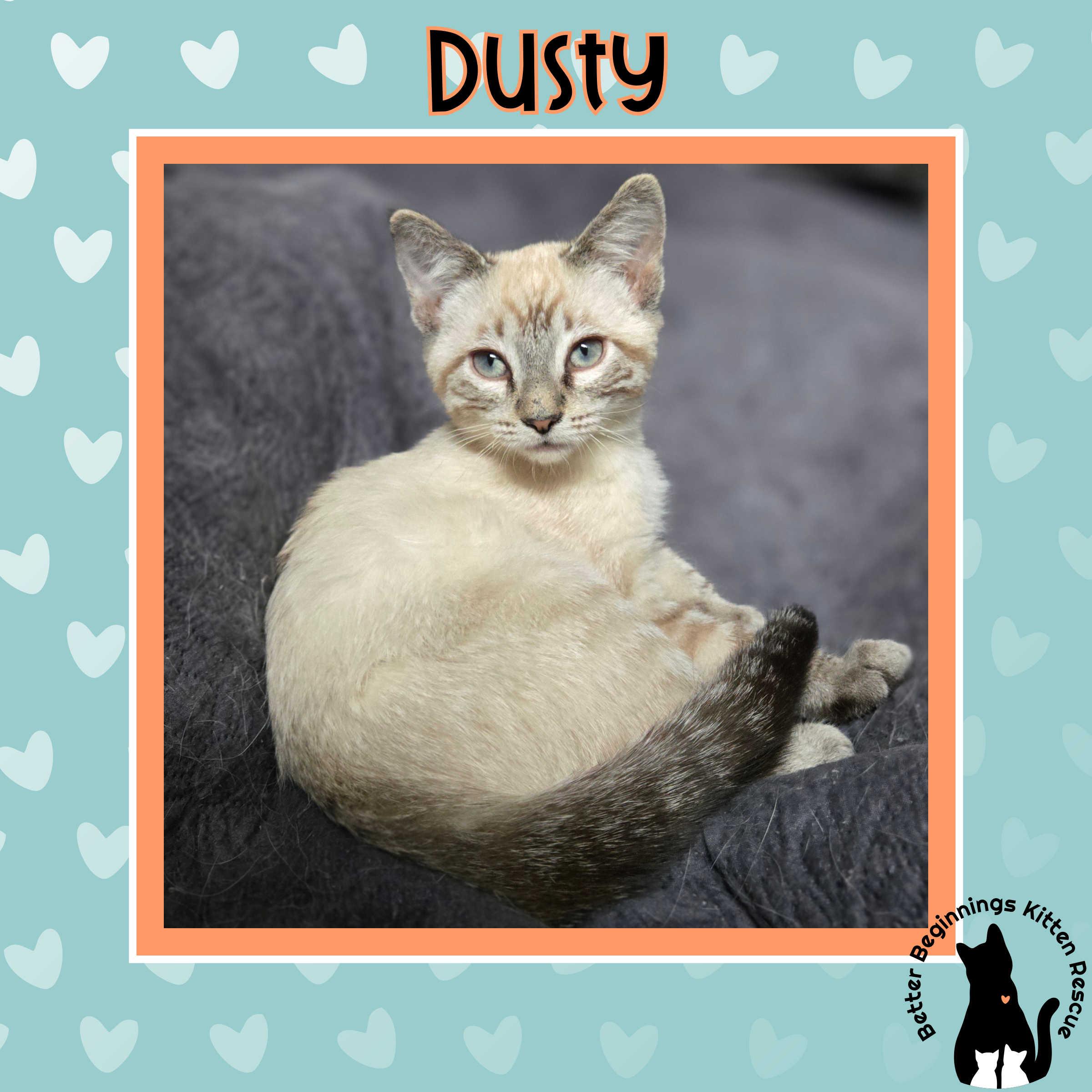 04032026D, a Adopted mixed breed in Kamloops, BC image 3/6