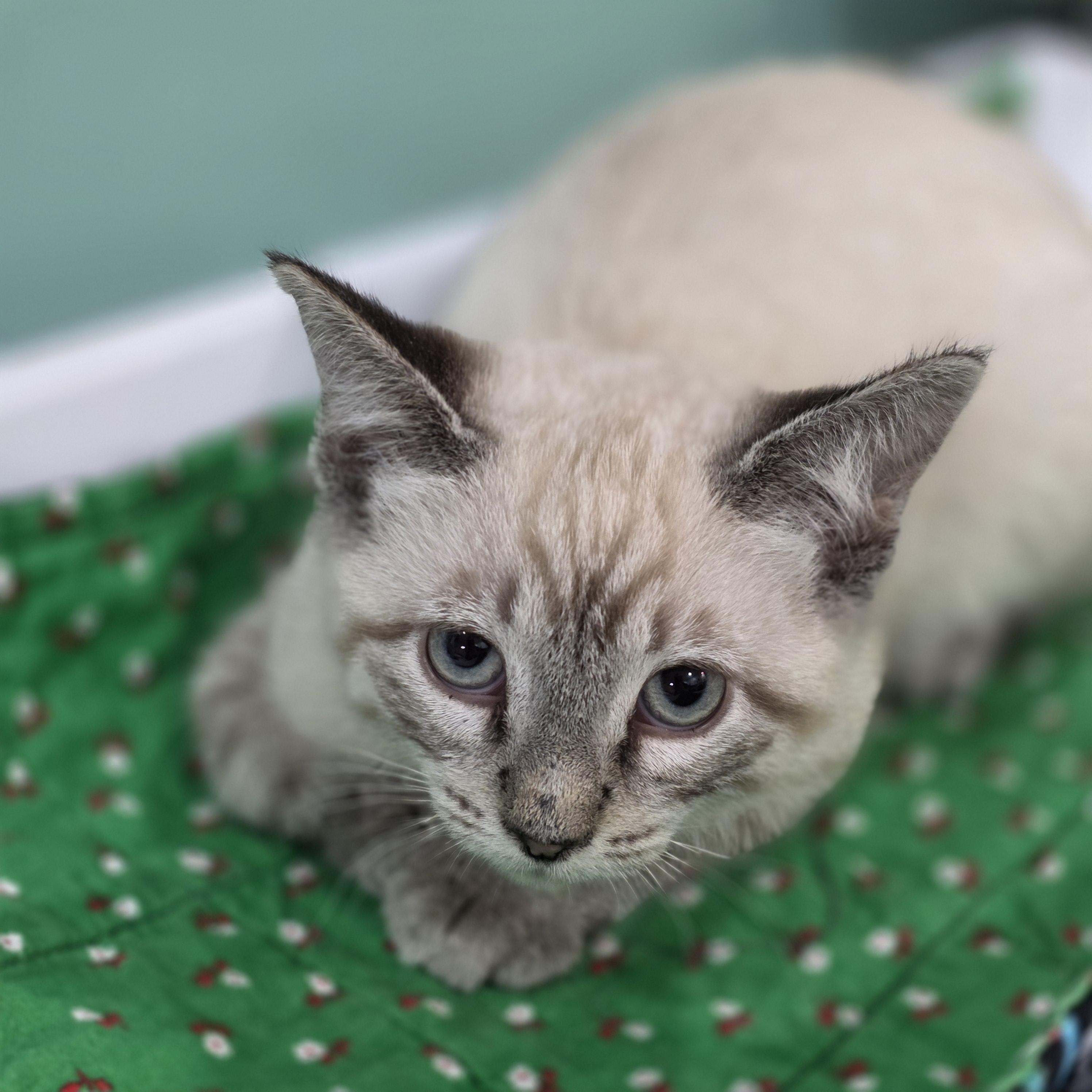04032026D, a Adopted mixed breed in Kamloops, BC image 5/6