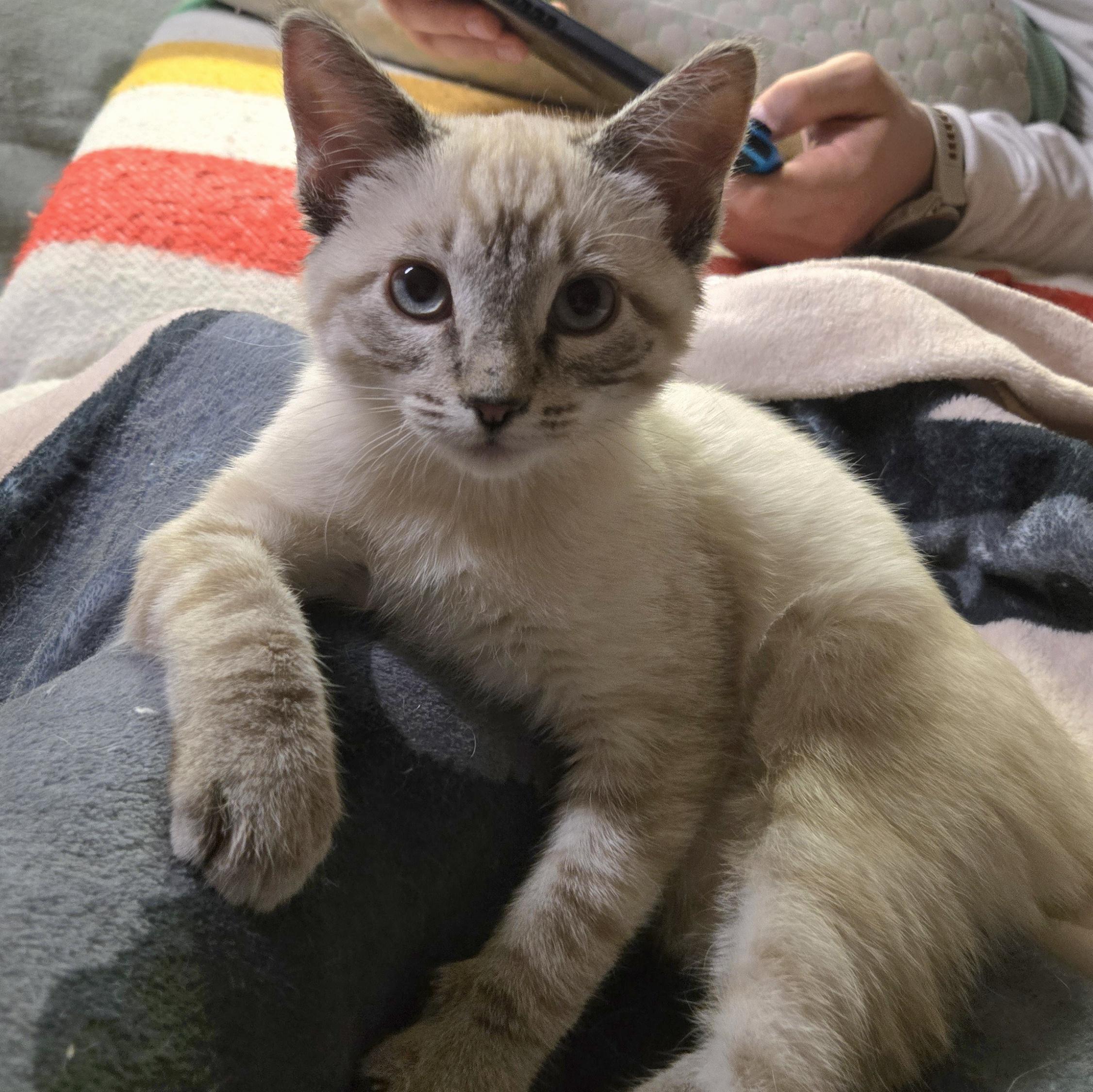 04032026D, a Adopted mixed breed in Kamloops, BC image 6/6