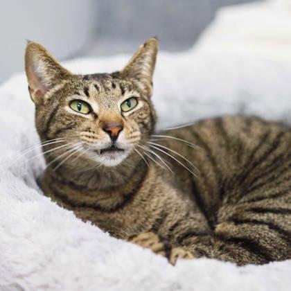 Sylvester, Adoptable, Adult Male Domestic Short Hair.