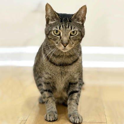 Enlarge Sylvester, a Adoptable mixed breed in Atlanta, GA image 1/3
