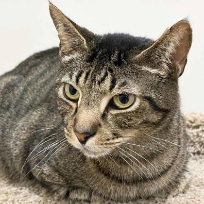 Enlarge Sylvester, a Adoptable mixed breed in Atlanta, GA image 2/3