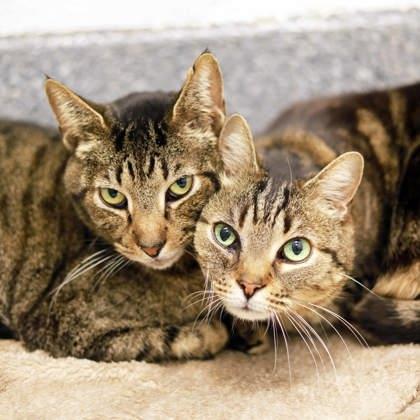 Enlarge Sylvester, a Adoptable mixed breed in Atlanta, GA image 2/3