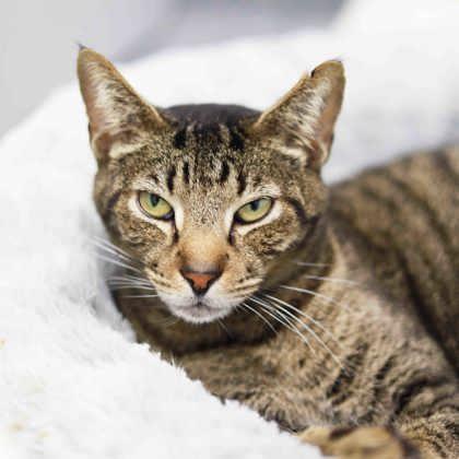 Enlarge Sylvester, a Adoptable mixed breed in Atlanta, GA image 3/3