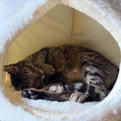 Enlarge Sylvester, a Adoptable mixed breed in Atlanta, GA image 3/3