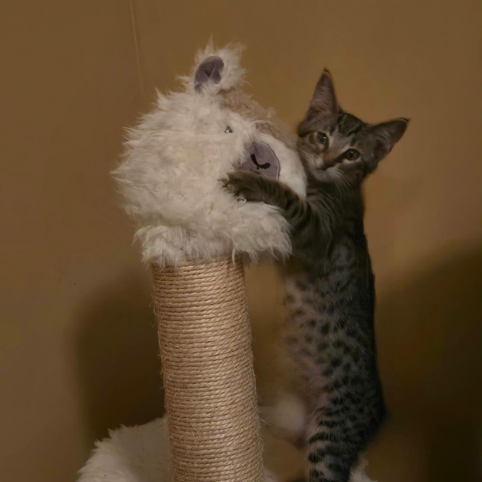 Scampi, Adoptable, Kitten Male Domestic Short Hair.