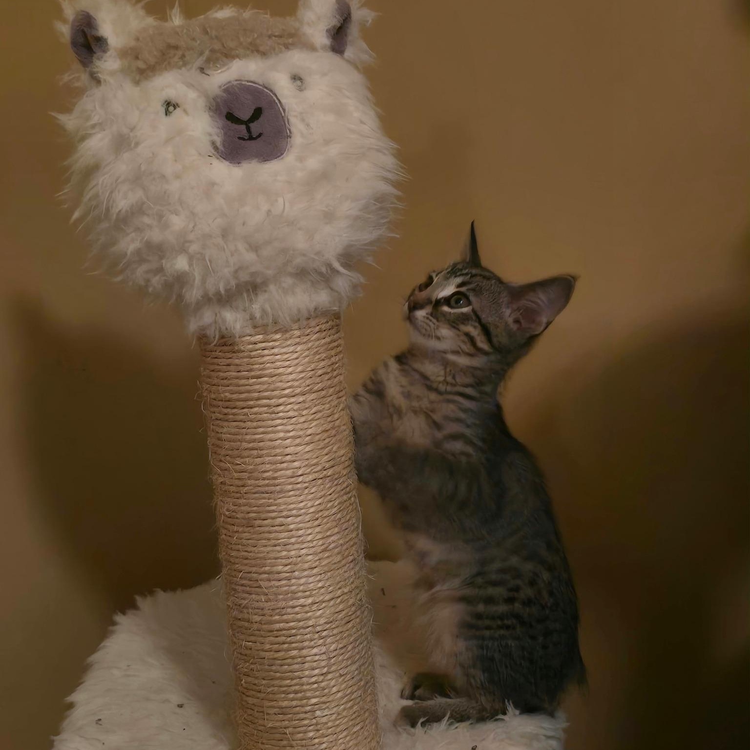 Enlarge Scampi, a Adoptable Domestic Short Hair in Warrior, AL image 5/6