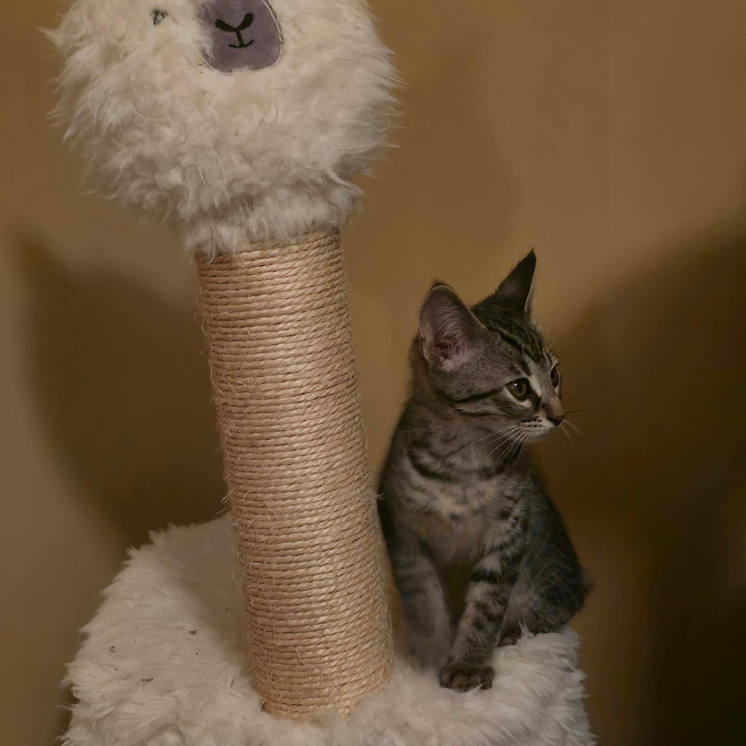 Enlarge Scampi, a Adoptable Domestic Short Hair in Warrior, AL image 6/6