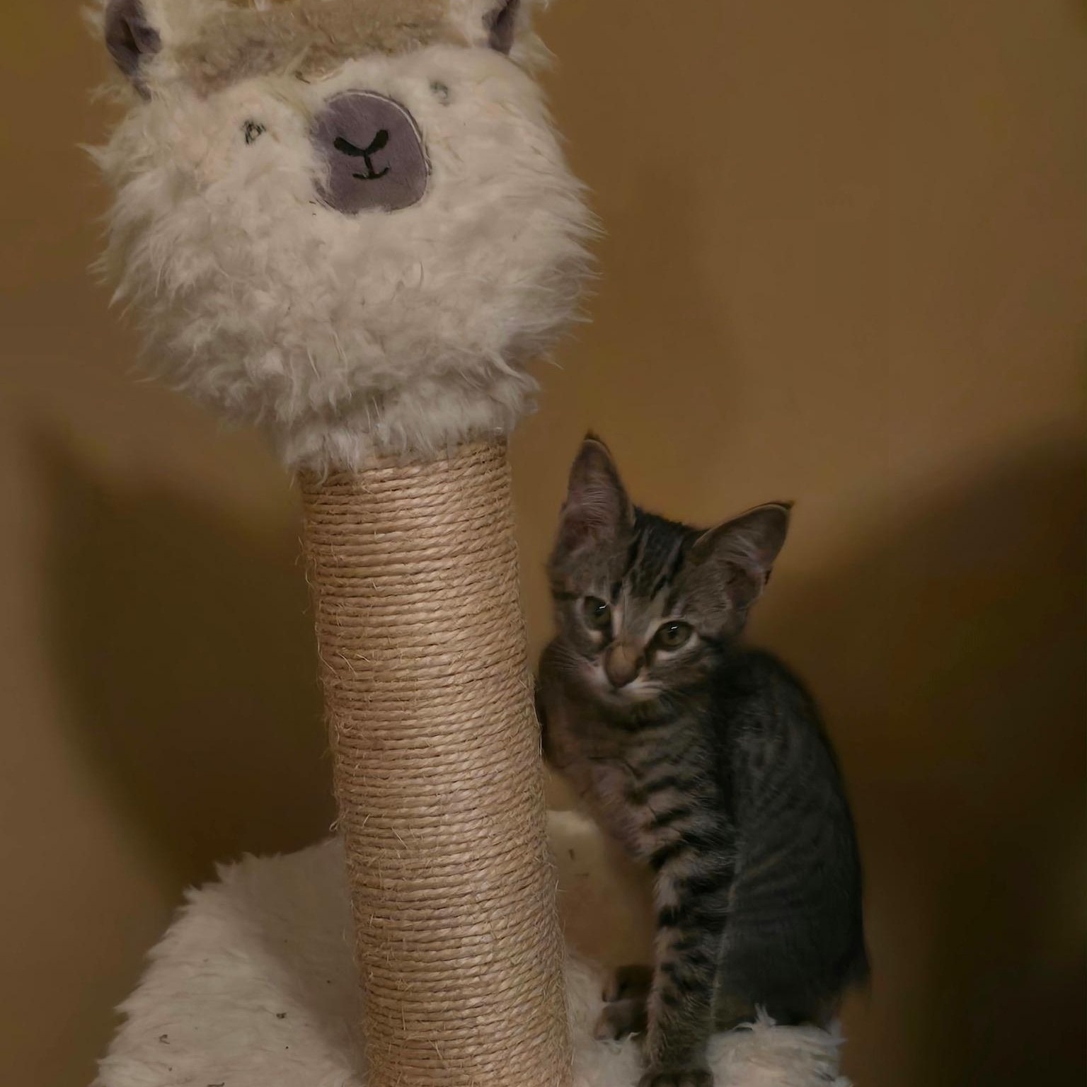 Enlarge Scampi, a Adoptable Domestic Short Hair in Warrior, AL image 3/6
