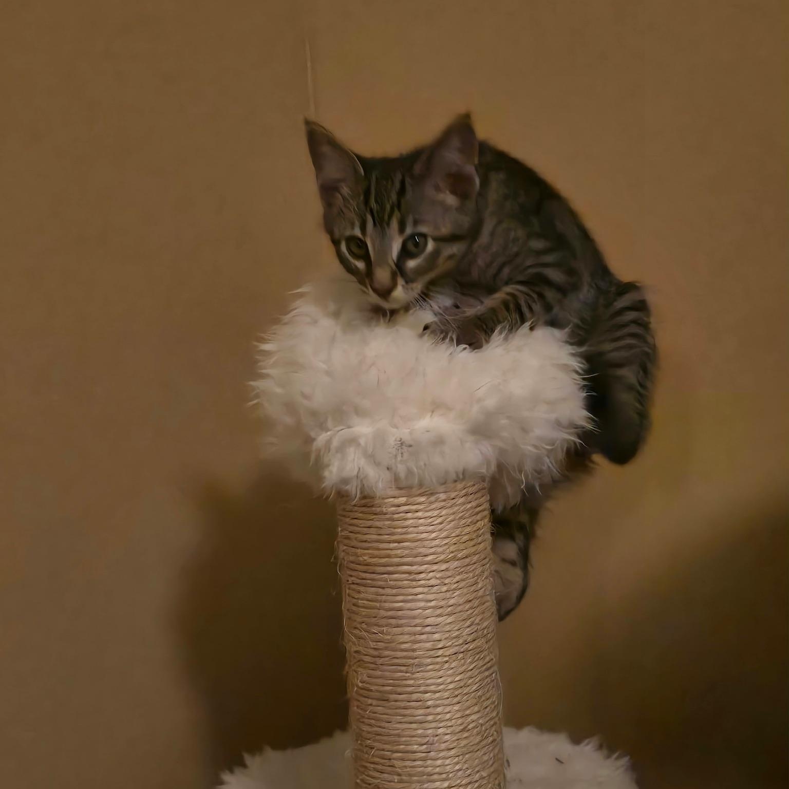 Enlarge Scampi, a Adoptable Domestic Short Hair in Warrior, AL image 2/6
