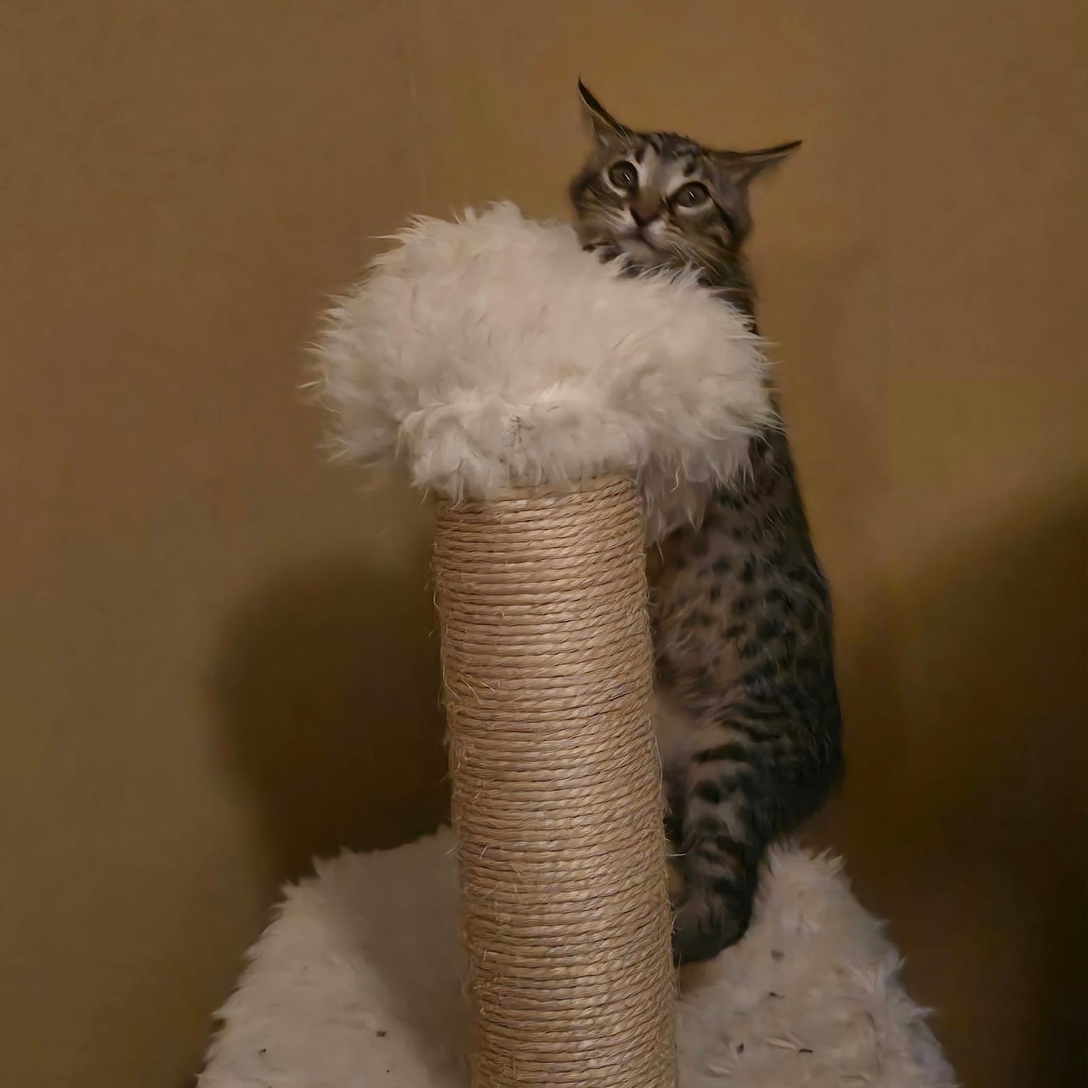 Enlarge Scampi, a Adoptable Domestic Short Hair in Warrior, AL image 4/6