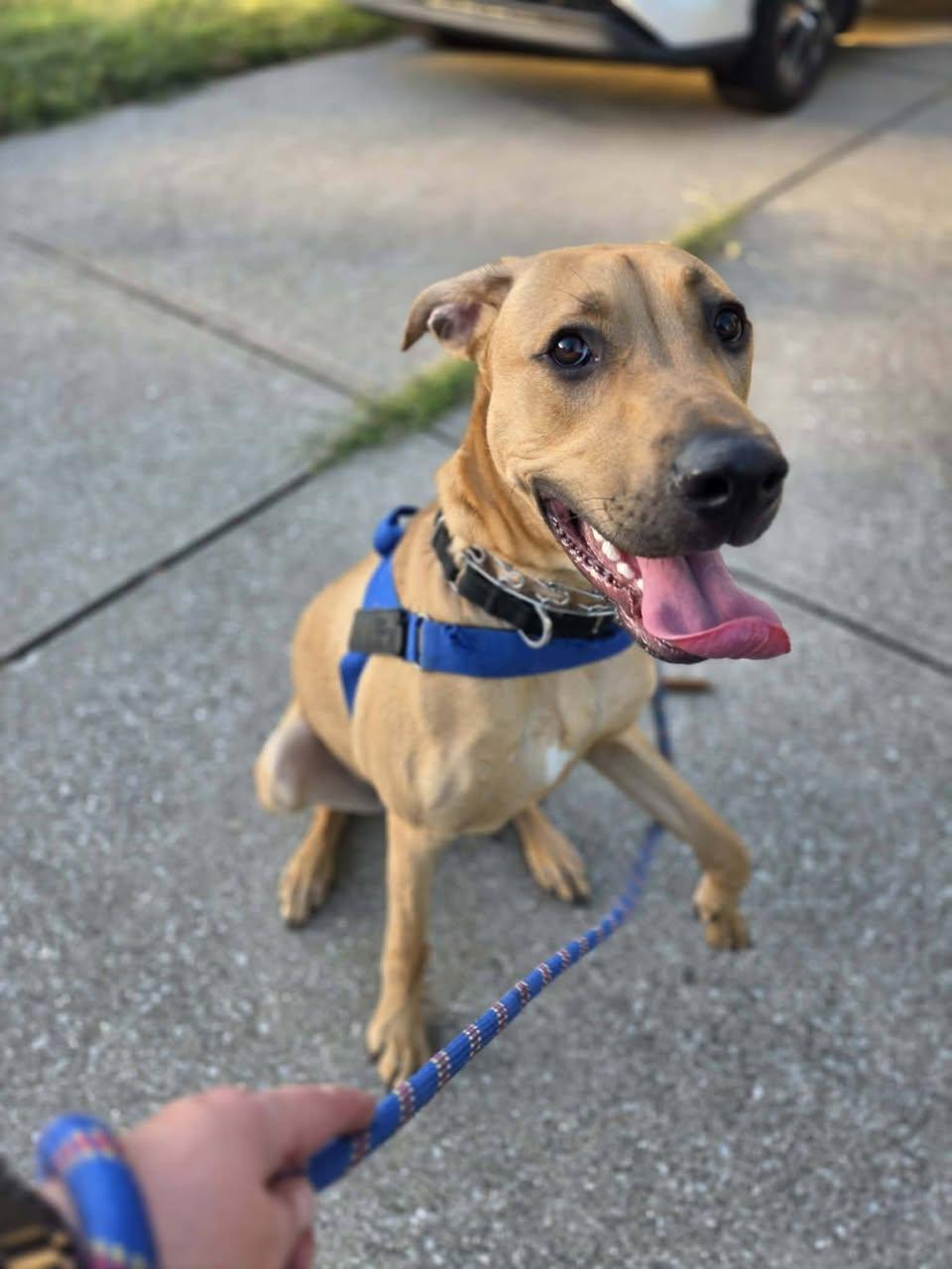 James Patterson, Adoptable, Young Male Hound.