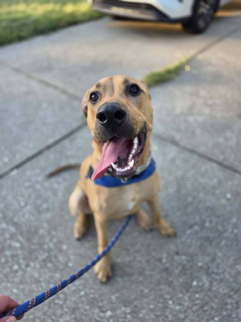 Enlarge James Patterson, a Adoptable Hound in Newport, KY image 2/3