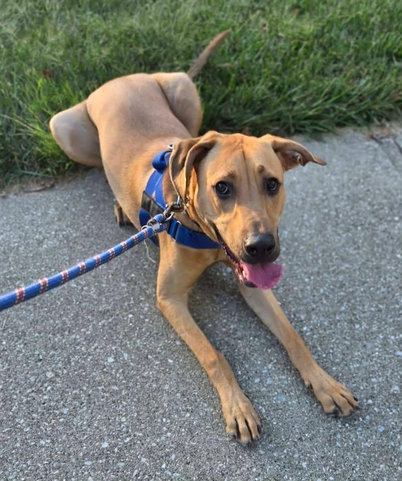 Enlarge James Patterson, a Adoptable Hound in Newport, KY image 3/3