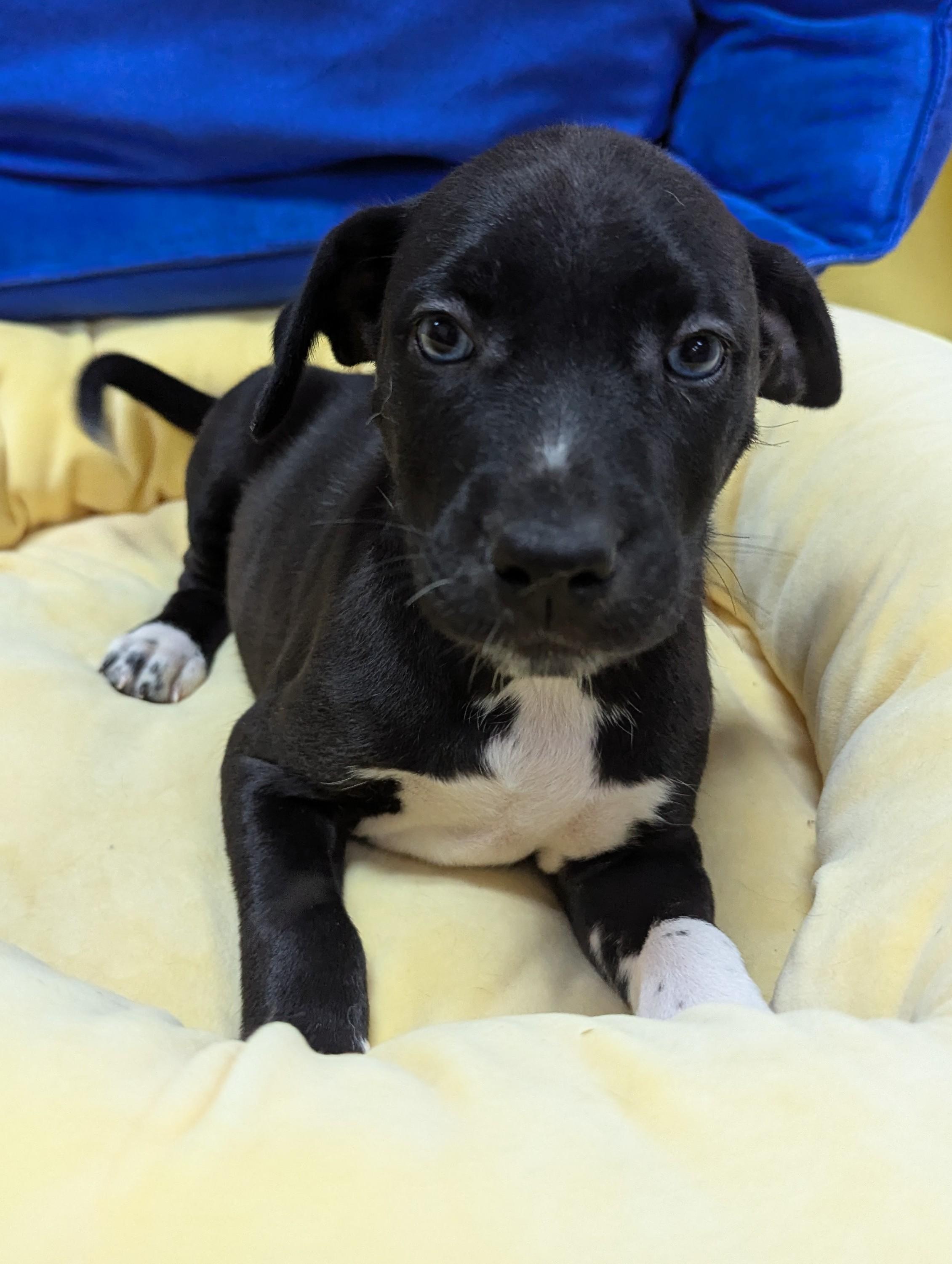 Rascal, Baby Male Labrador Retriever