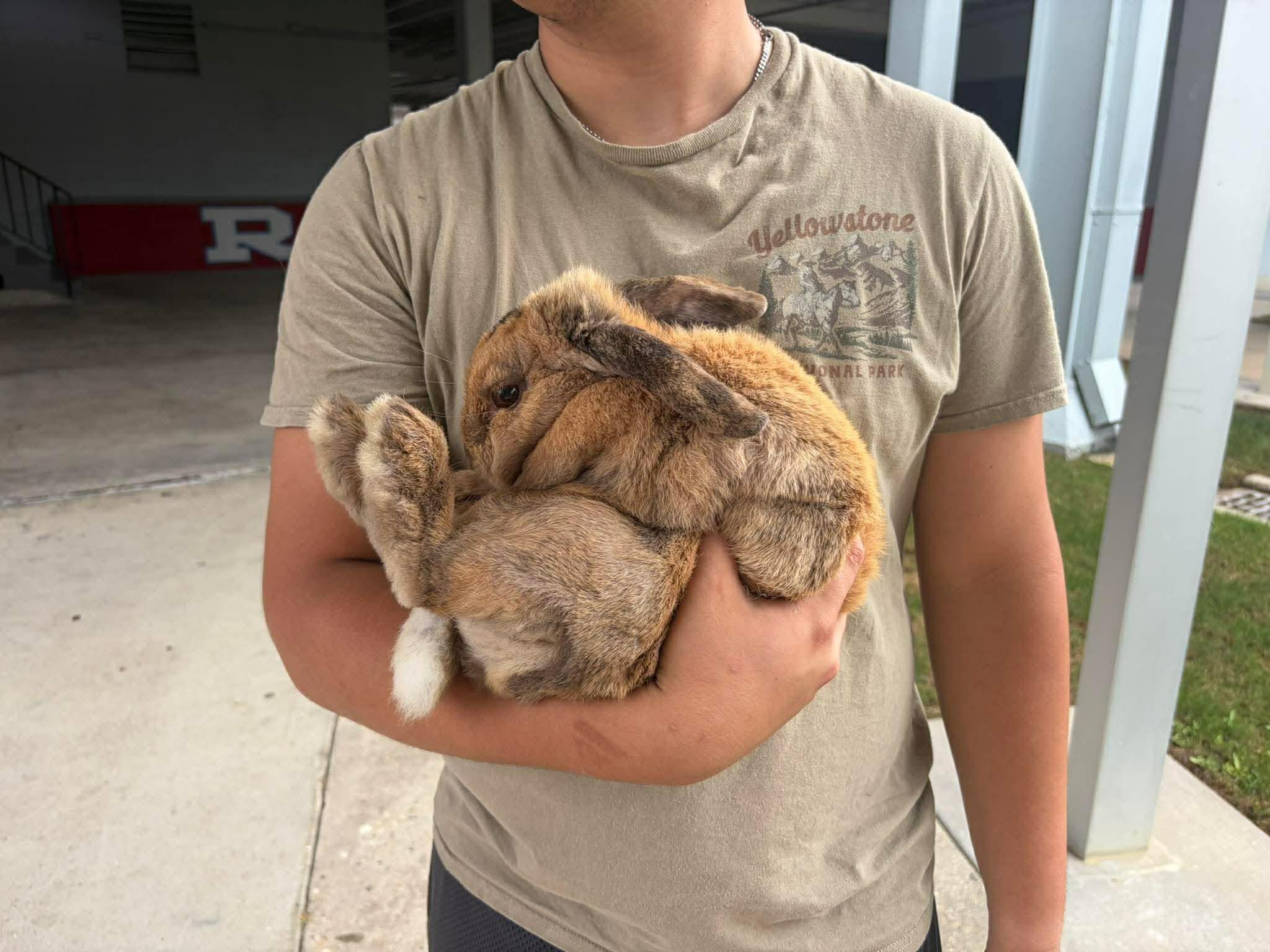 Enlarge Cadbury, an adopted mixed breed in Paradis, LA image 2/3