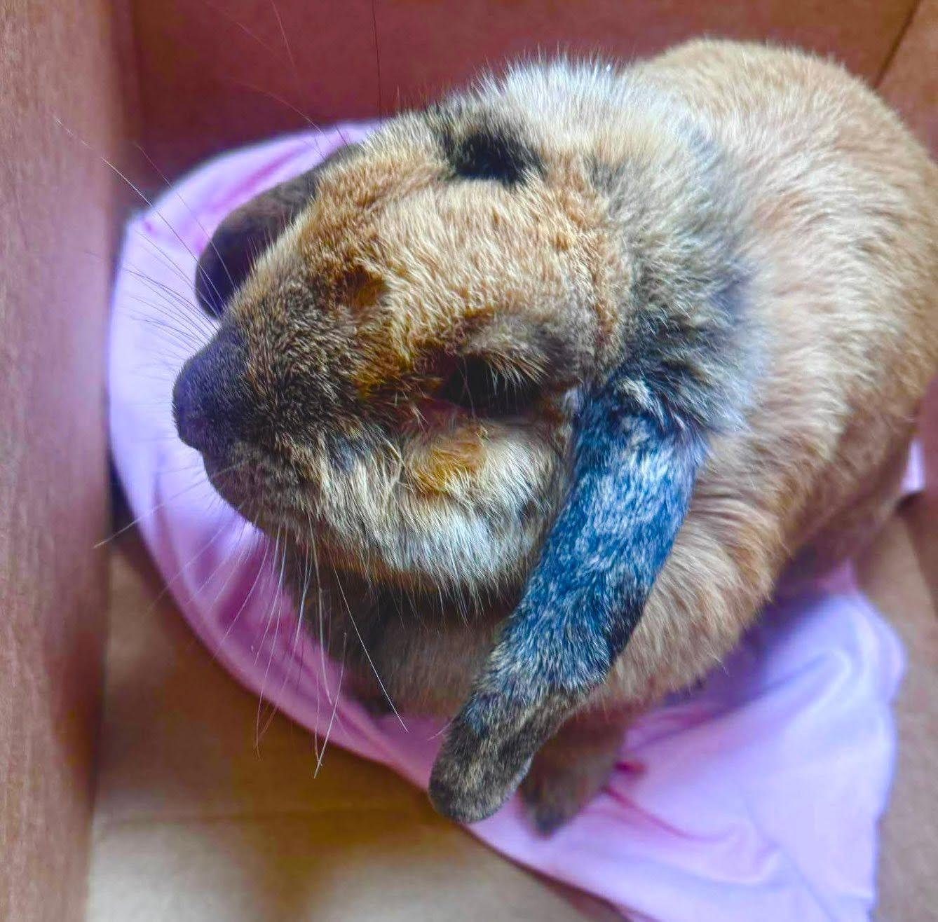 Cadbury, adopted, Adult Female French Lop.