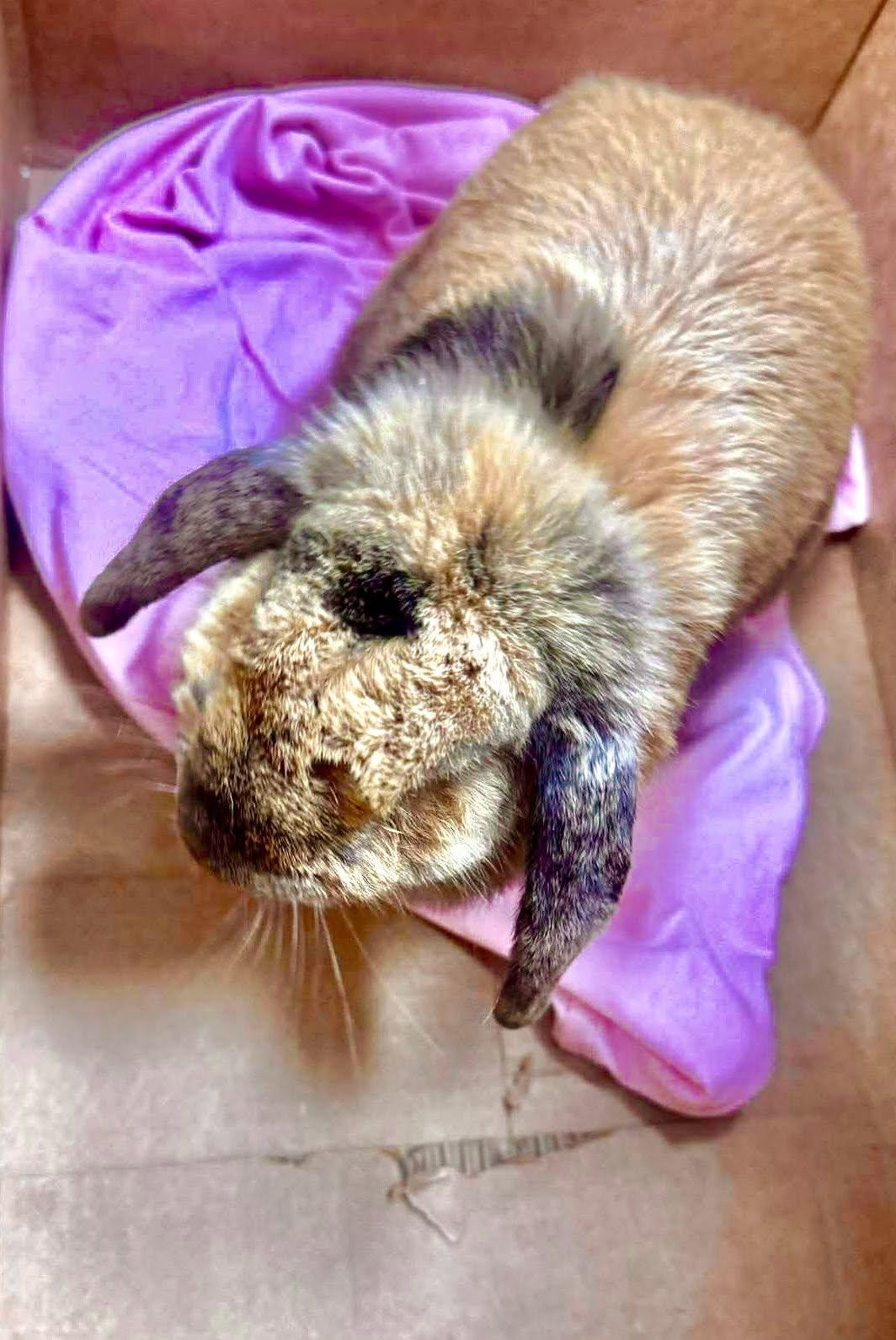 Enlarge Cadbury, an adopted mixed breed in Paradis, LA image 3/3