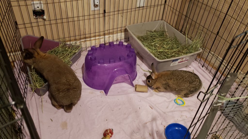 Socks & Cream (South Surrey), Adoptable, Adult Male Bunny Rabbit.