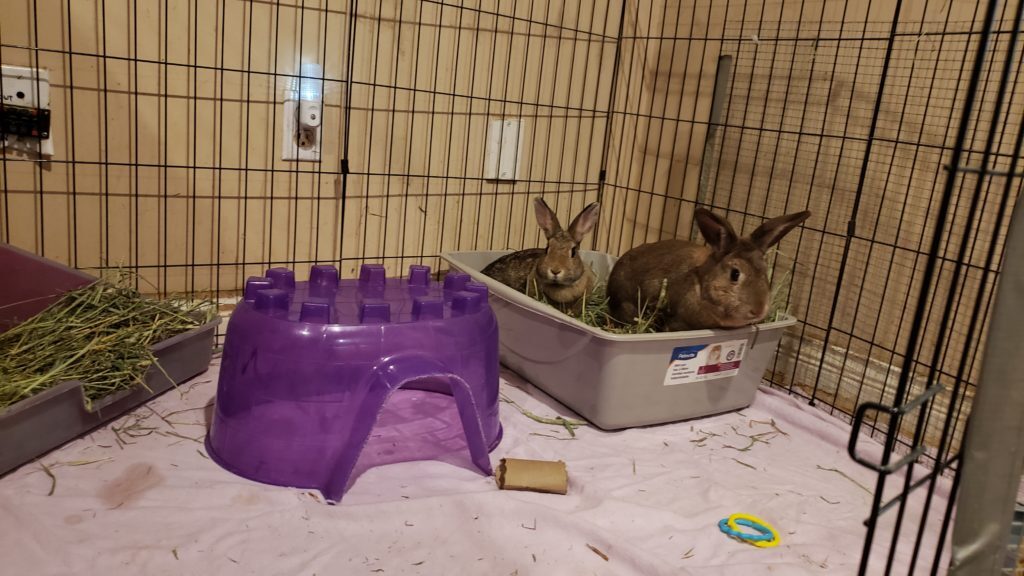 Enlarge Socks & Cream (South Surrey), a Adoptable mixed breed in Vancouver, BC image 2/10