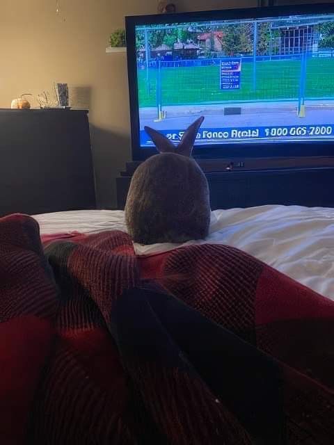 Enlarge Socks & Cream (South Surrey), a Adoptable mixed breed in Vancouver, BC image 3/10