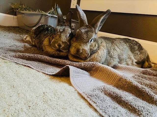 Enlarge Socks & Cream (South Surrey), a Adoptable mixed breed in Vancouver, BC image 4/10
