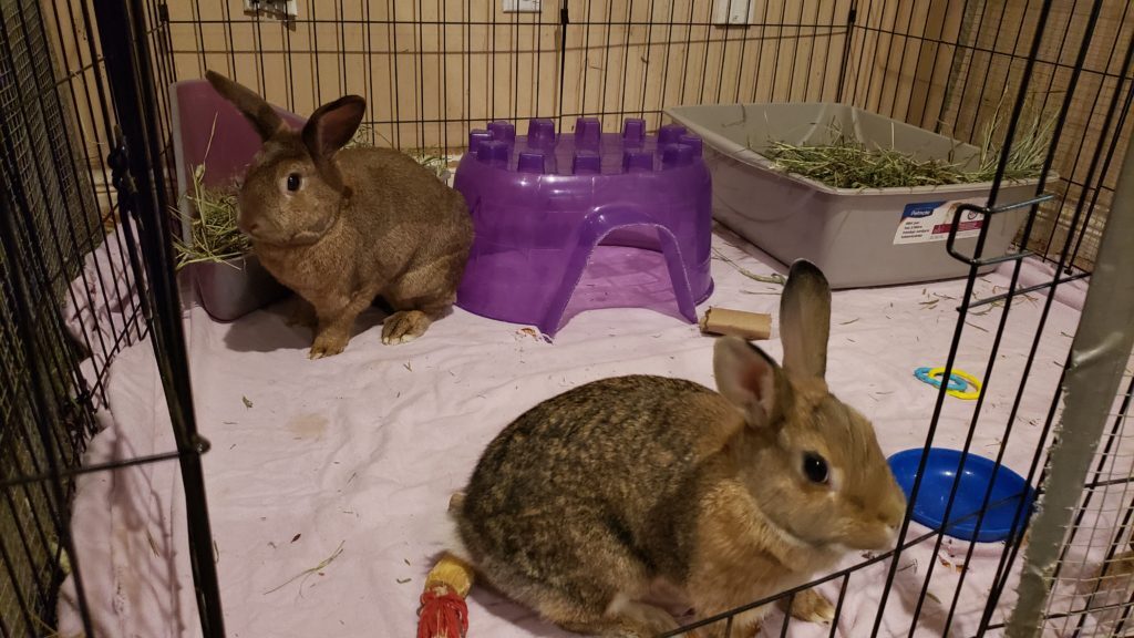 Enlarge Socks & Cream (South Surrey), a Adoptable mixed breed in Vancouver, BC image 5/10