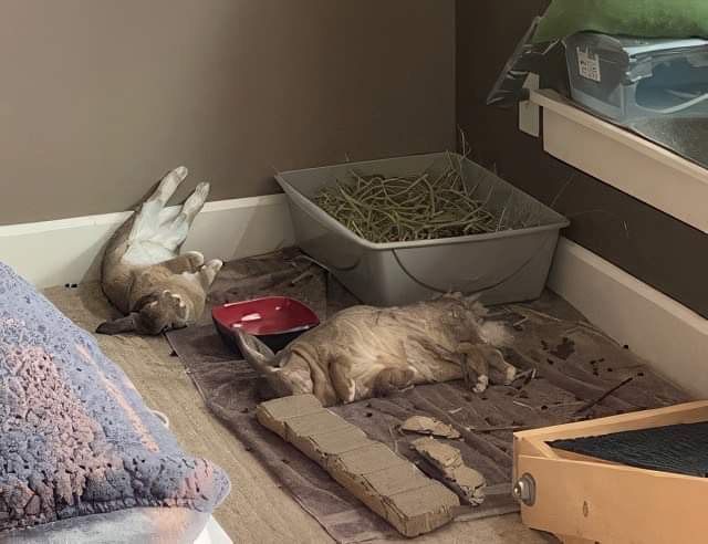 Enlarge Socks & Cream (South Surrey), a Adoptable mixed breed in Vancouver, BC image 6/10