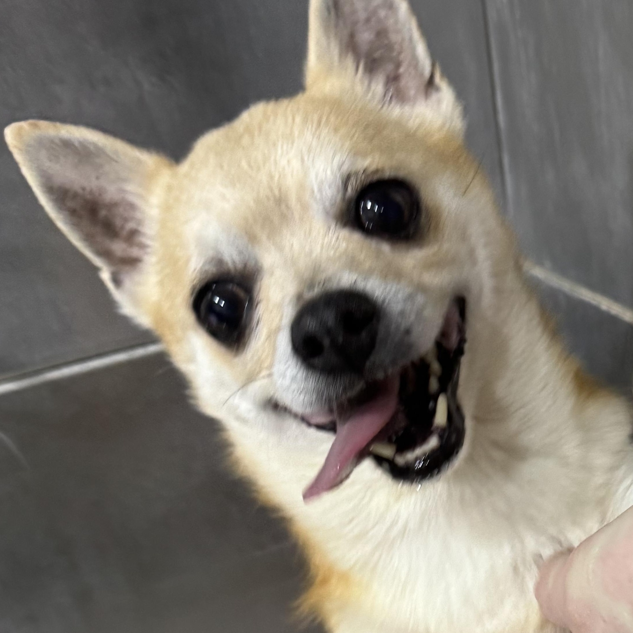 Enlarge Chacha, an adopted Chihuahua in Fulton, NY image 5/6