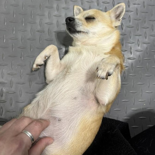 Enlarge Chacha, an adopted Chihuahua in Fulton, NY image 2/6
