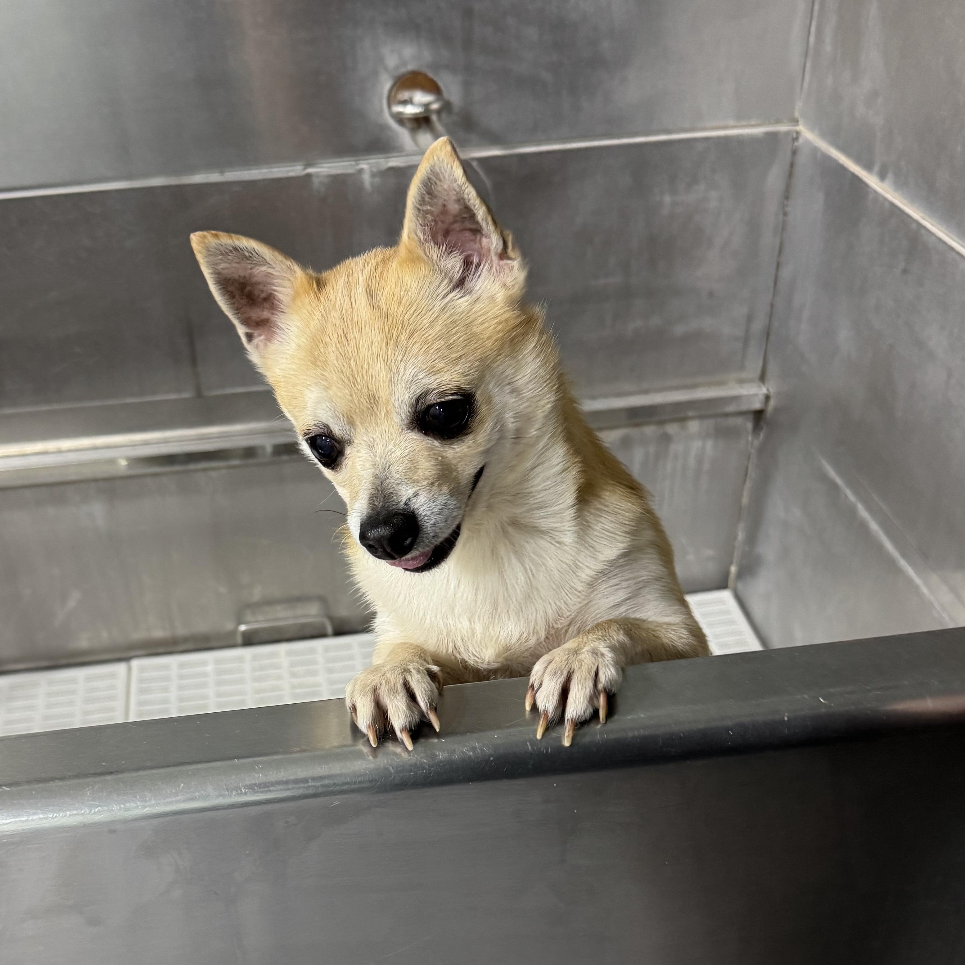 Enlarge Chacha, an adopted Chihuahua in Fulton, NY image 6/6